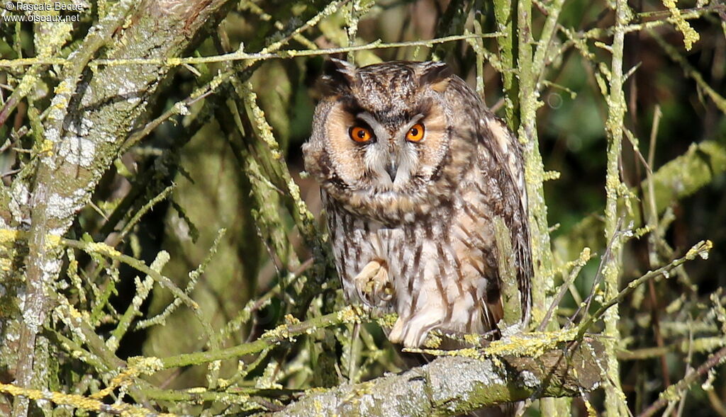 Hibou moyen-ducadulte