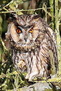 Long-eared Owl