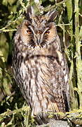 Long-eared Owl