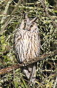 Long-eared Owl