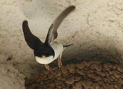 Western House Martin