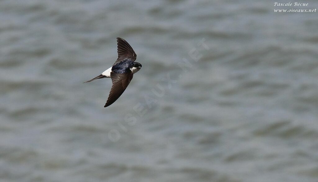 Common House Martinadult, Flight