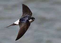 Western House Martin