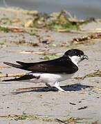 Common House Martin