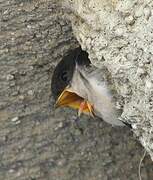 Western House Martin