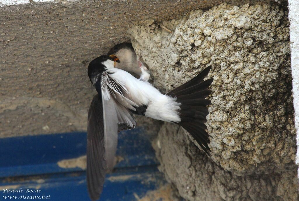 Common House Martin, Behaviour