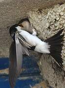 Western House Martin