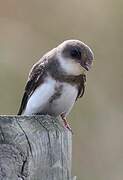 Sand Martin