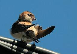 Red-rumped Swallow