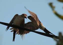 Red-rumped Swallow