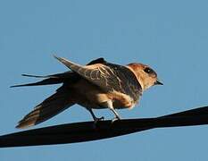 Red-rumped Swallow