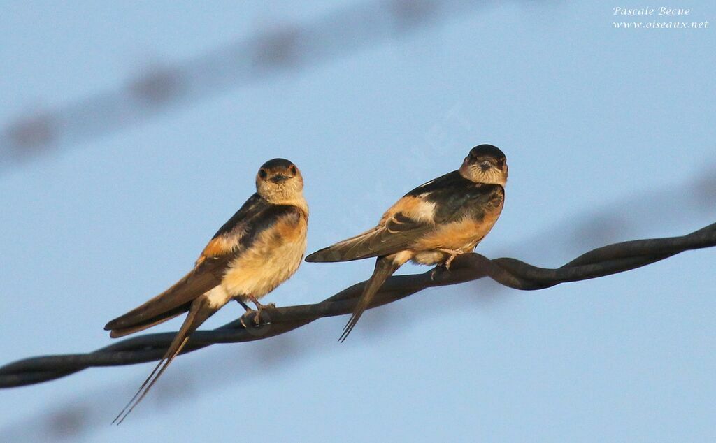 Red-rumped Swallow