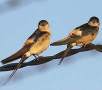 Red-rumped Swallow