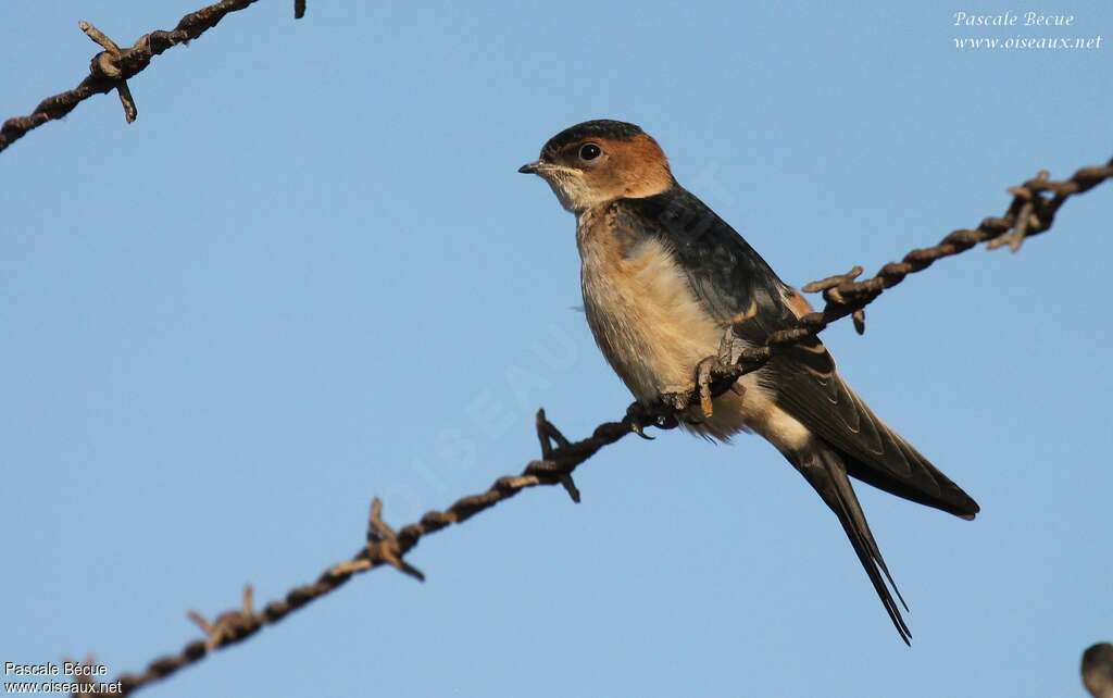 Hirondelle rousselinejuvénile, identification