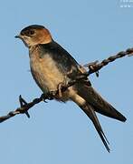 Red-rumped Swallow