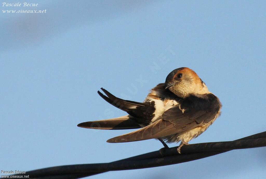 Red-rumped Swallowadult, care