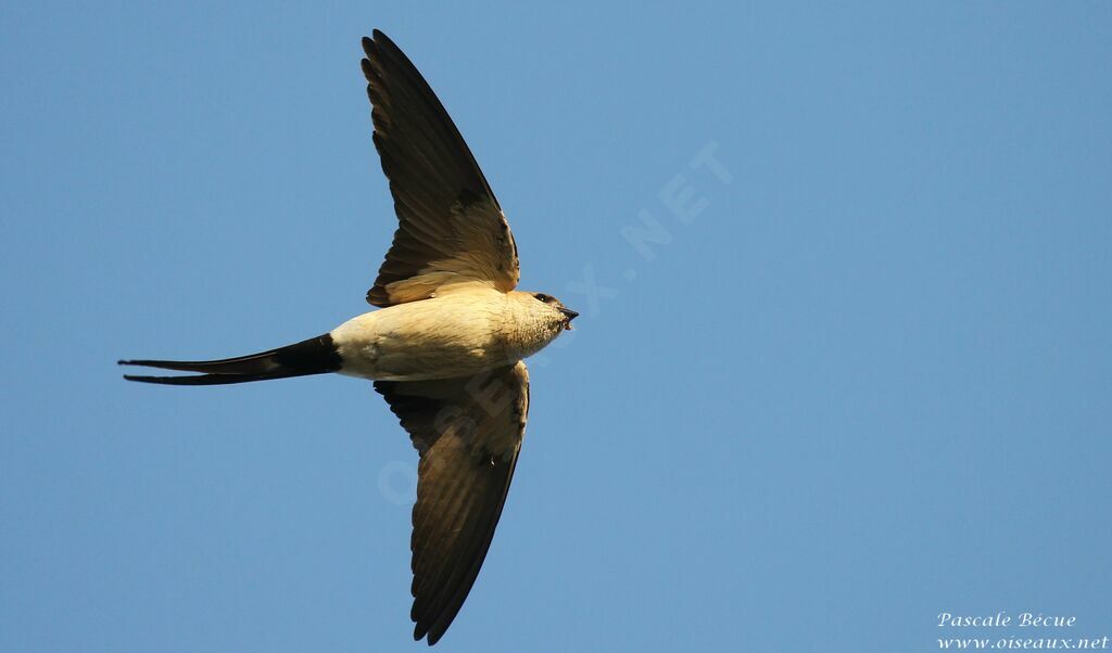 Red-rumped Swallowadult, Flight