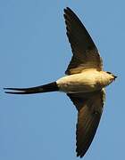 Red-rumped Swallow