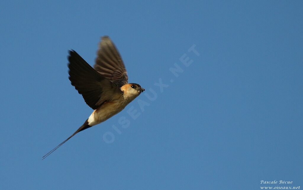 Red-rumped Swallowadult, Flight