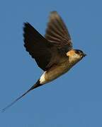 Red-rumped Swallow