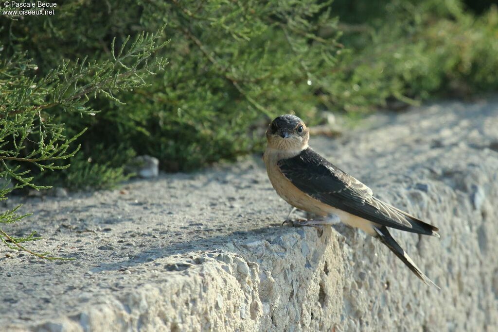 Red-rumped Swallowjuvenile