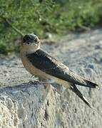 Red-rumped Swallow