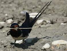 Barn Swallow