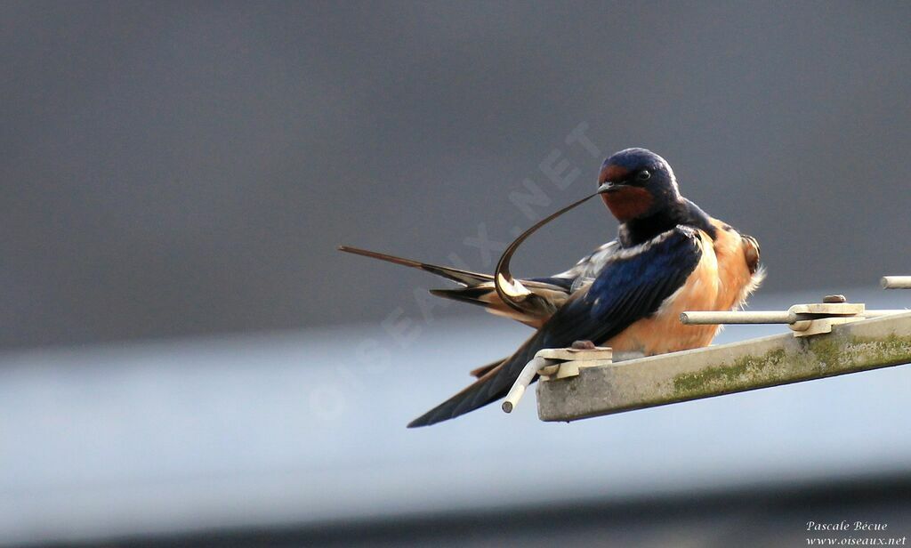 Barn Swallow male adult breeding