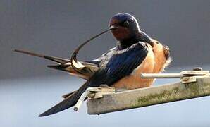 Barn Swallow