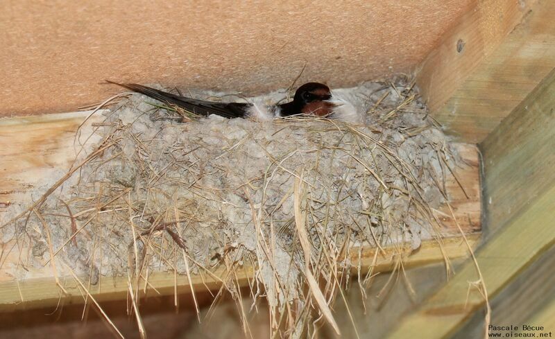 Barn Swallowadult, Reproduction-nesting