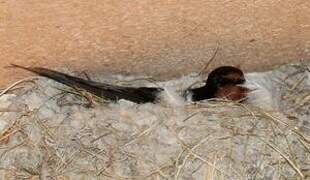 Barn Swallow