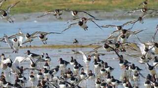 Eurasian Oystercatcher