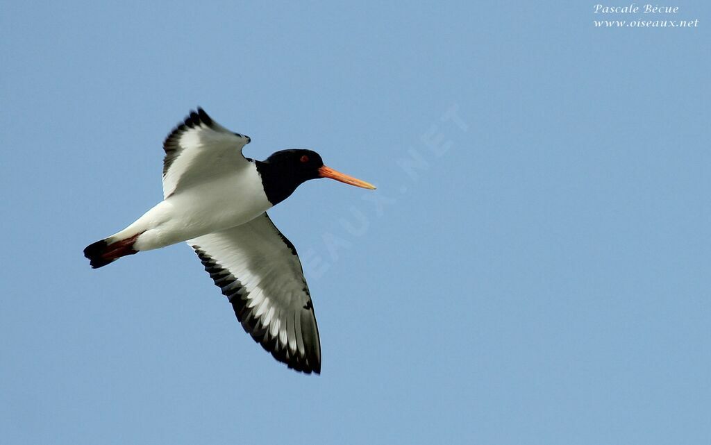 Eurasian Oystercatcheradult