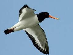 Eurasian Oystercatcher