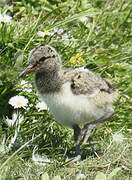 Eurasian Oystercatcher