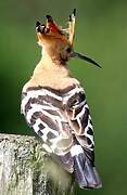 Eurasian Hoopoe