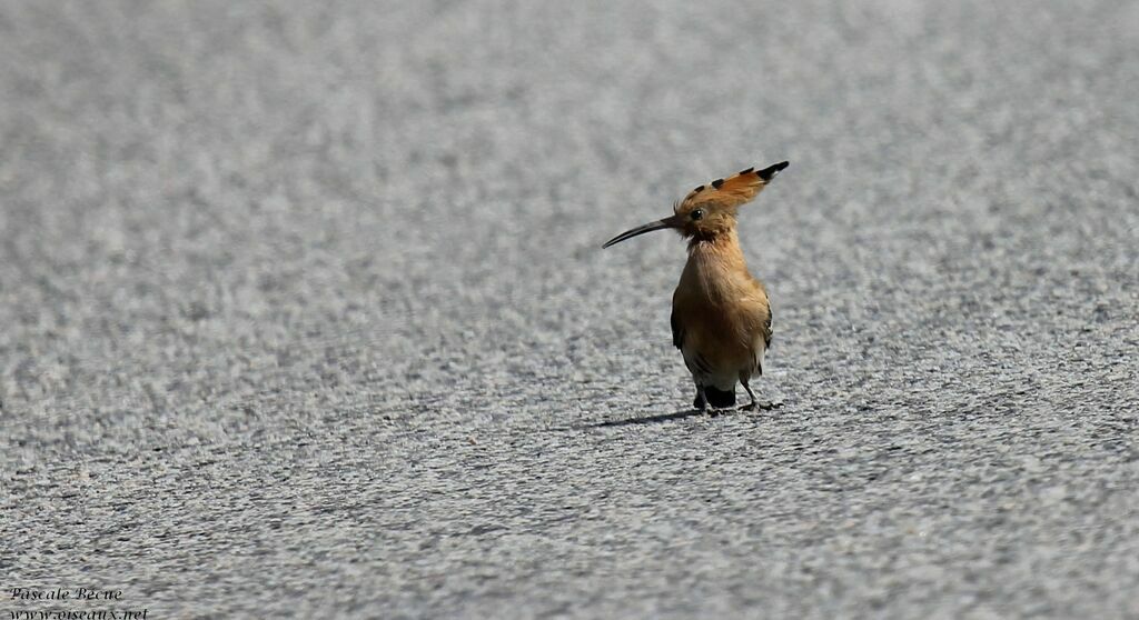 Eurasian Hoopoeadult