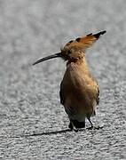 Eurasian Hoopoe