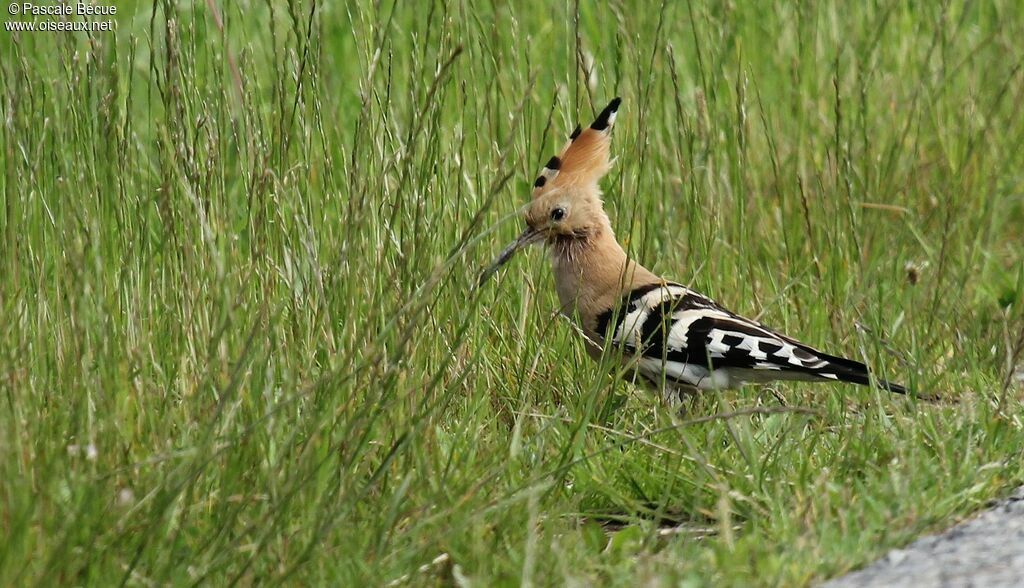 Eurasian Hoopoeadult