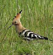 Eurasian Hoopoe