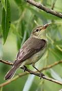 Melodious Warbler