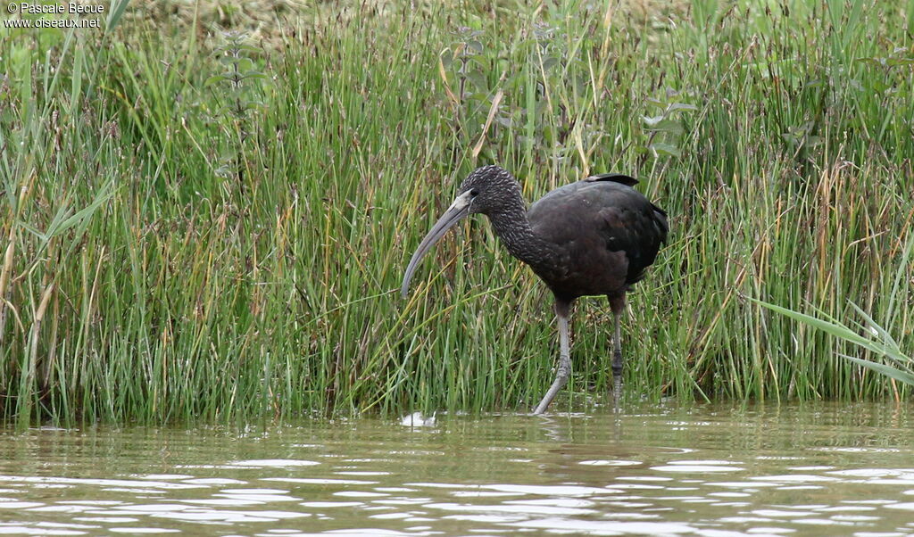 Ibis falcinelleadulte