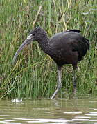 Ibis falcinelle