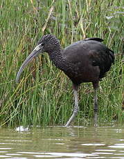 Ibis falcinelle