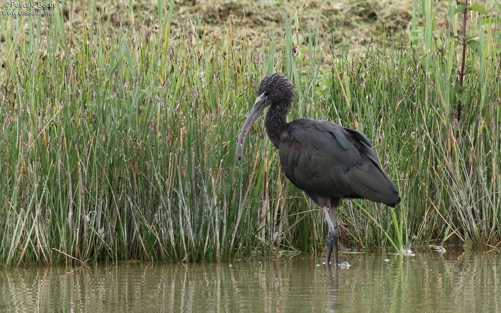 Ibis falcinelle