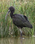 Glossy Ibis