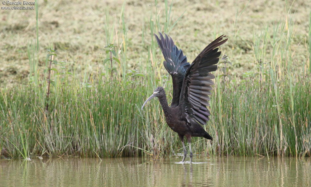 Ibis falcinelle