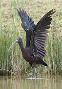 Glossy Ibis