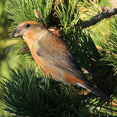 Bec-croisé des sapins