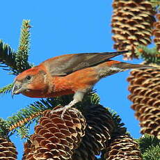 Bec-croisé des sapins